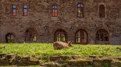 Kloster Ilsenburg III - Harz