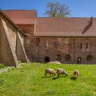 Kloster Ilsenburg VII - Harz