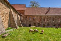 Kloster Ilsenburg VII - Harz