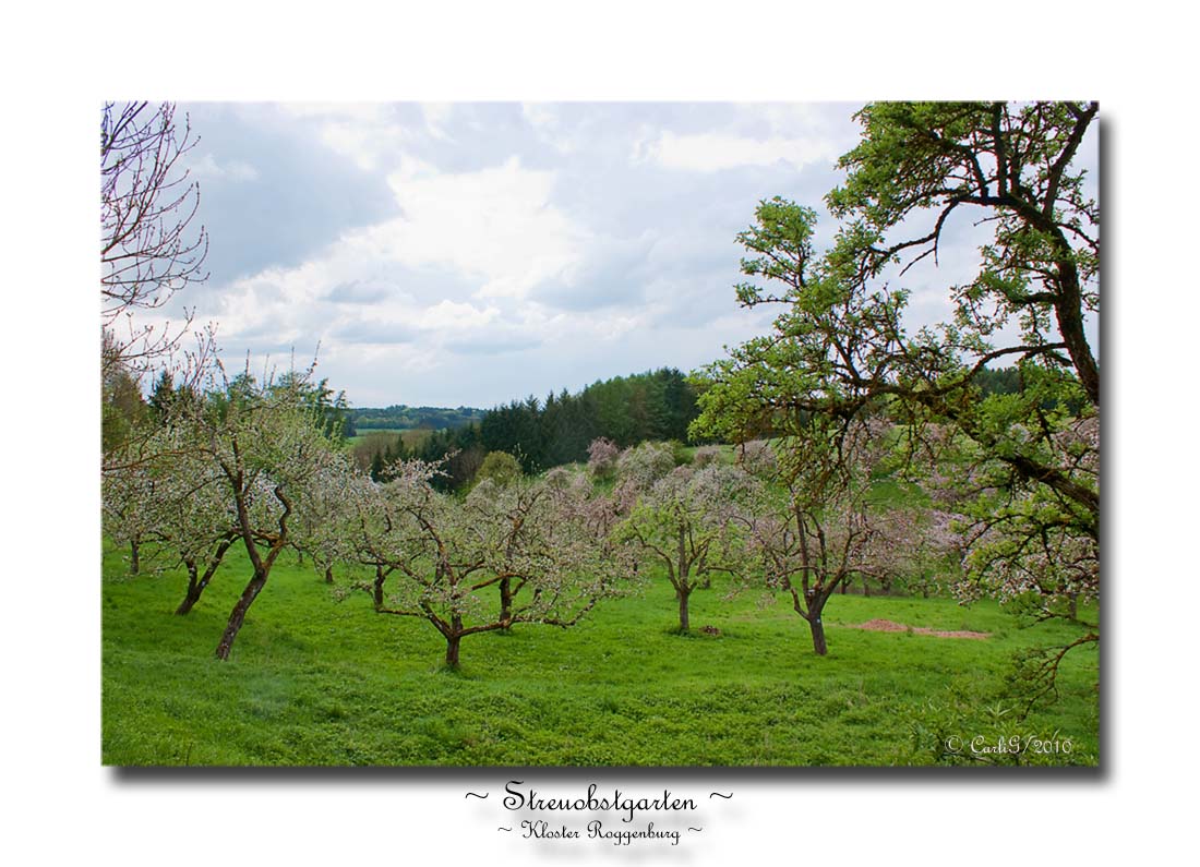 Kloster Roggenburg # 03