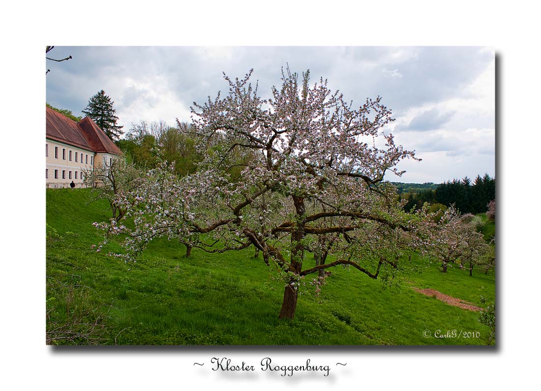 Kloster Roggenburg # 04