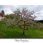 Kloster Roggenburg # 04