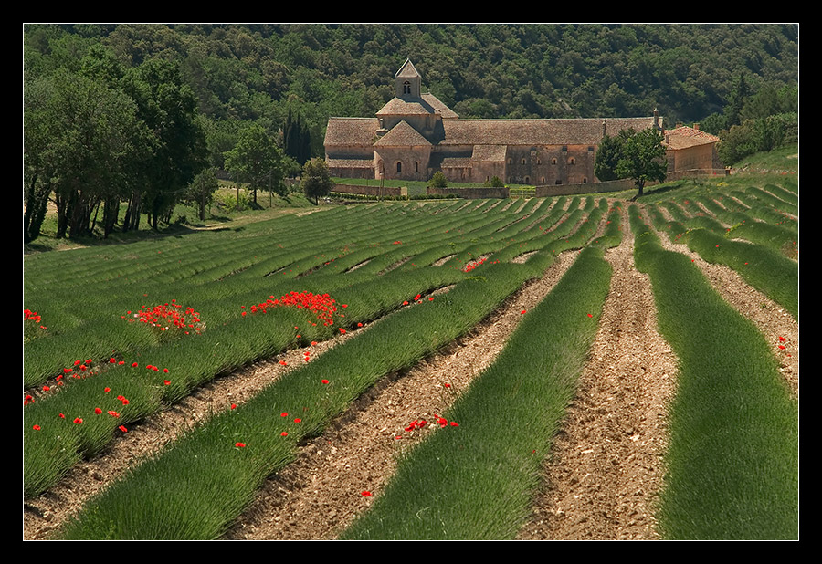 Kloster Senanque...