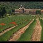 Kloster Senanque...