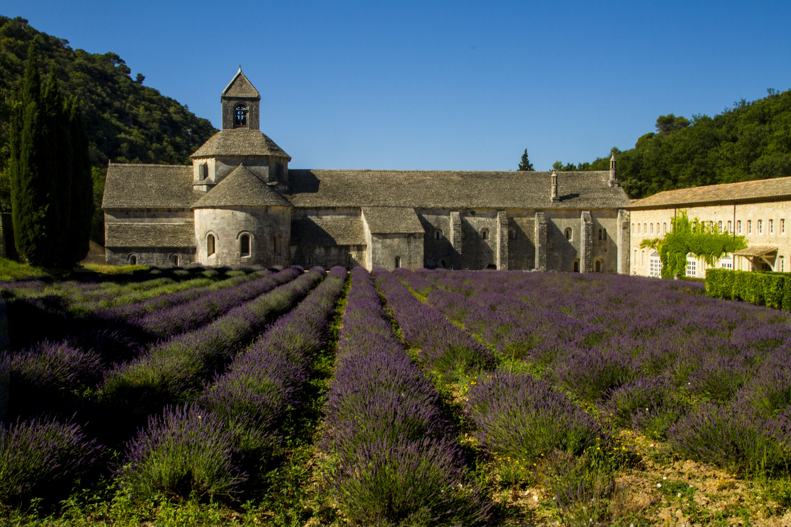 Kloster Sénaque zur Lavendelzeit