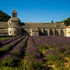 Kloster Sénaque zur Lavendelzeit