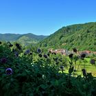 Kloster und Kirche von St. Trudpert im Münstertal Serie: Nr.10