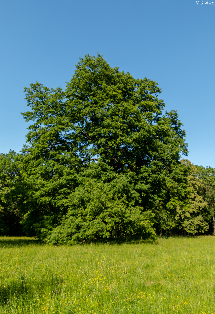 Kloster Wechselburg  Park (1)