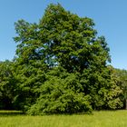 Kloster Wechselburg  Park (1)