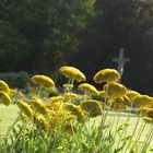 Klostergarten Abtei Marienstatt, Versammlung