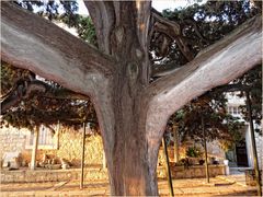 KLOSTERGARTEN MIT 500JAHRE ALTE ZYPRESSE