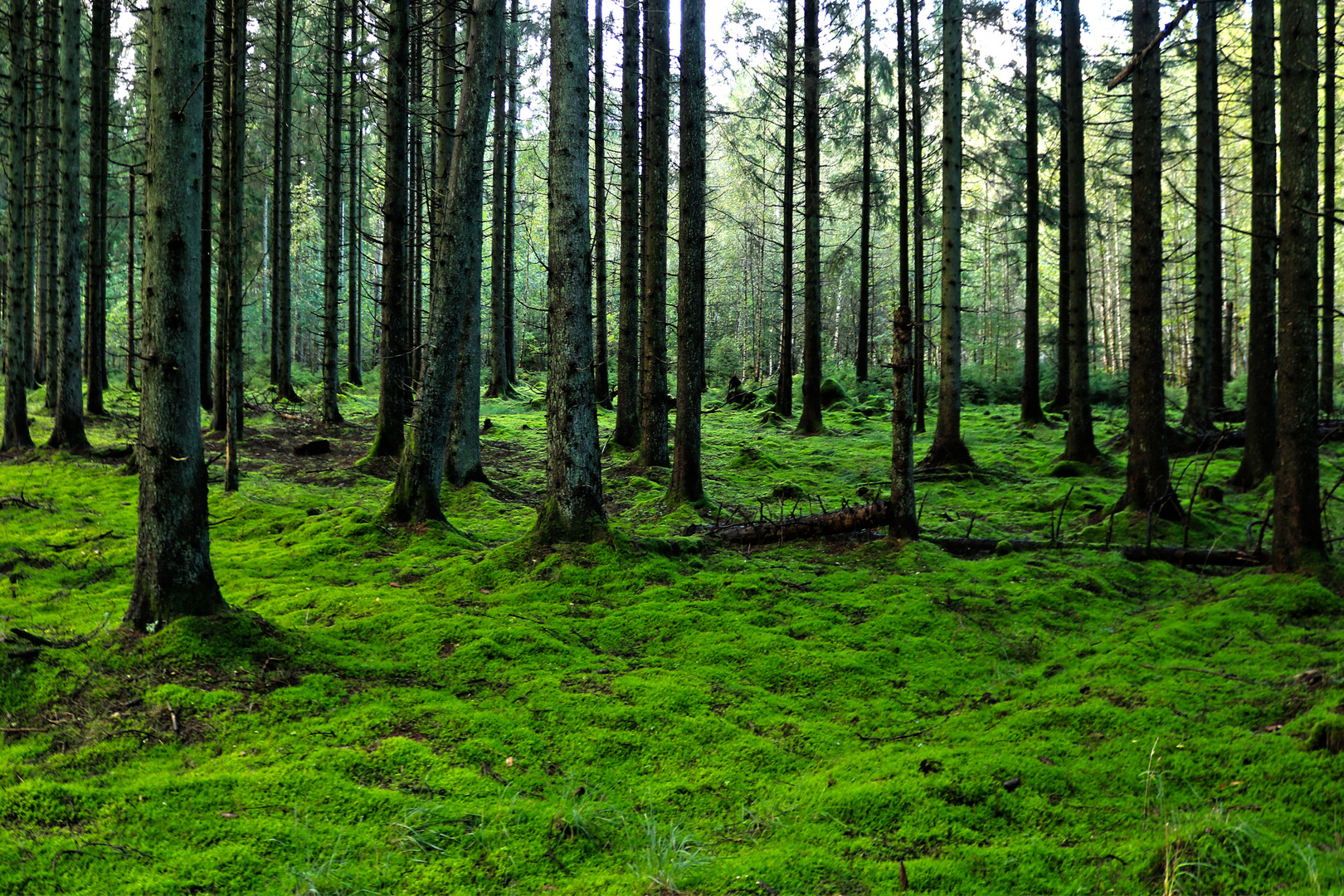 Klosterhede Plantage - 2