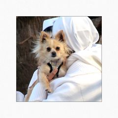 Klosterhund