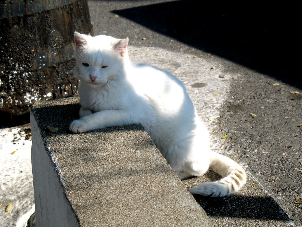 Klosterkater