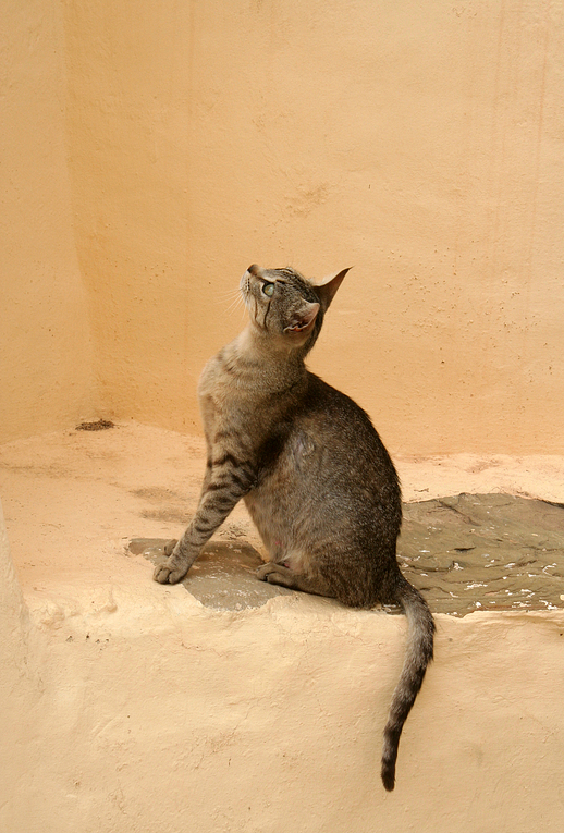 Klosterkatze auf Vogelpirsch