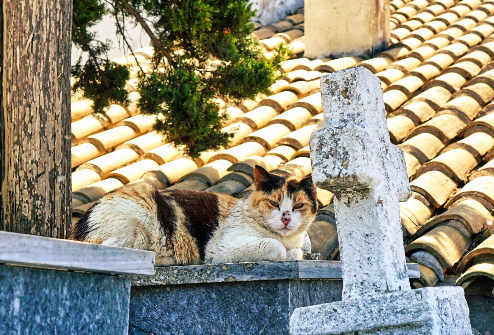 Klosterkatze