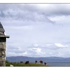 Klosterkühe auf Iona