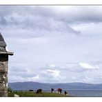 Klosterkühe auf Iona