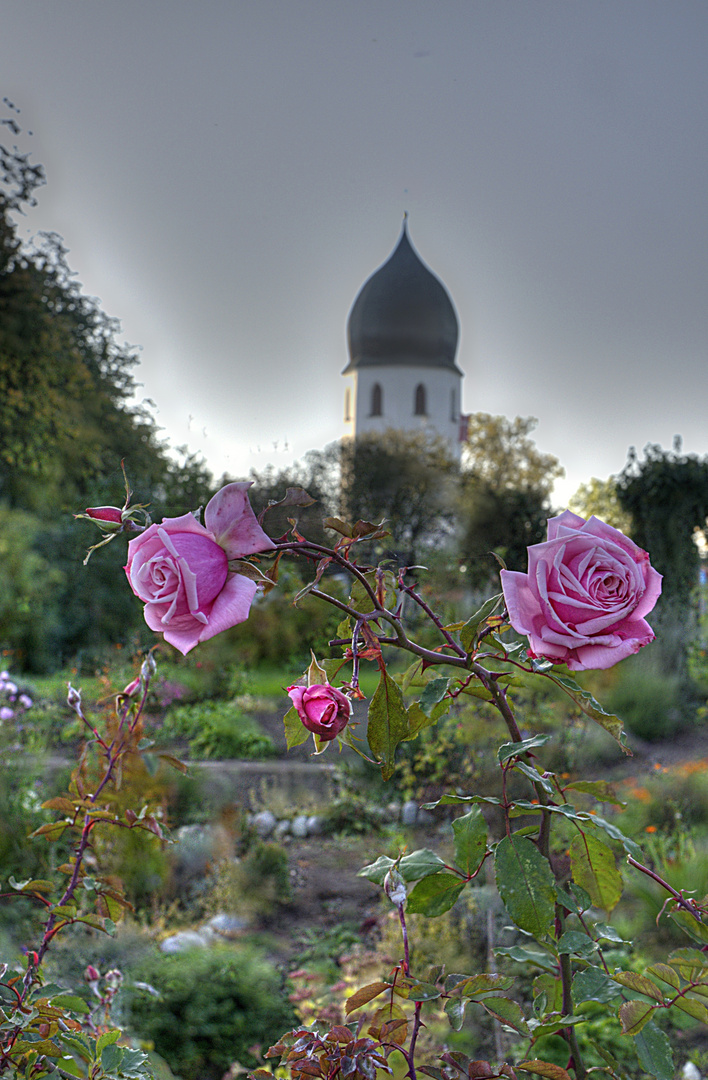 Klosterrosen