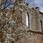 Klosterruine in San Galgano