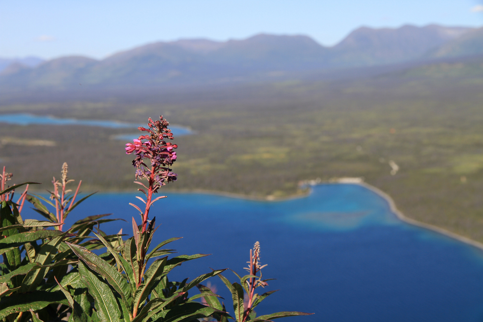 Kluane National Park - Blick vom King's Throne