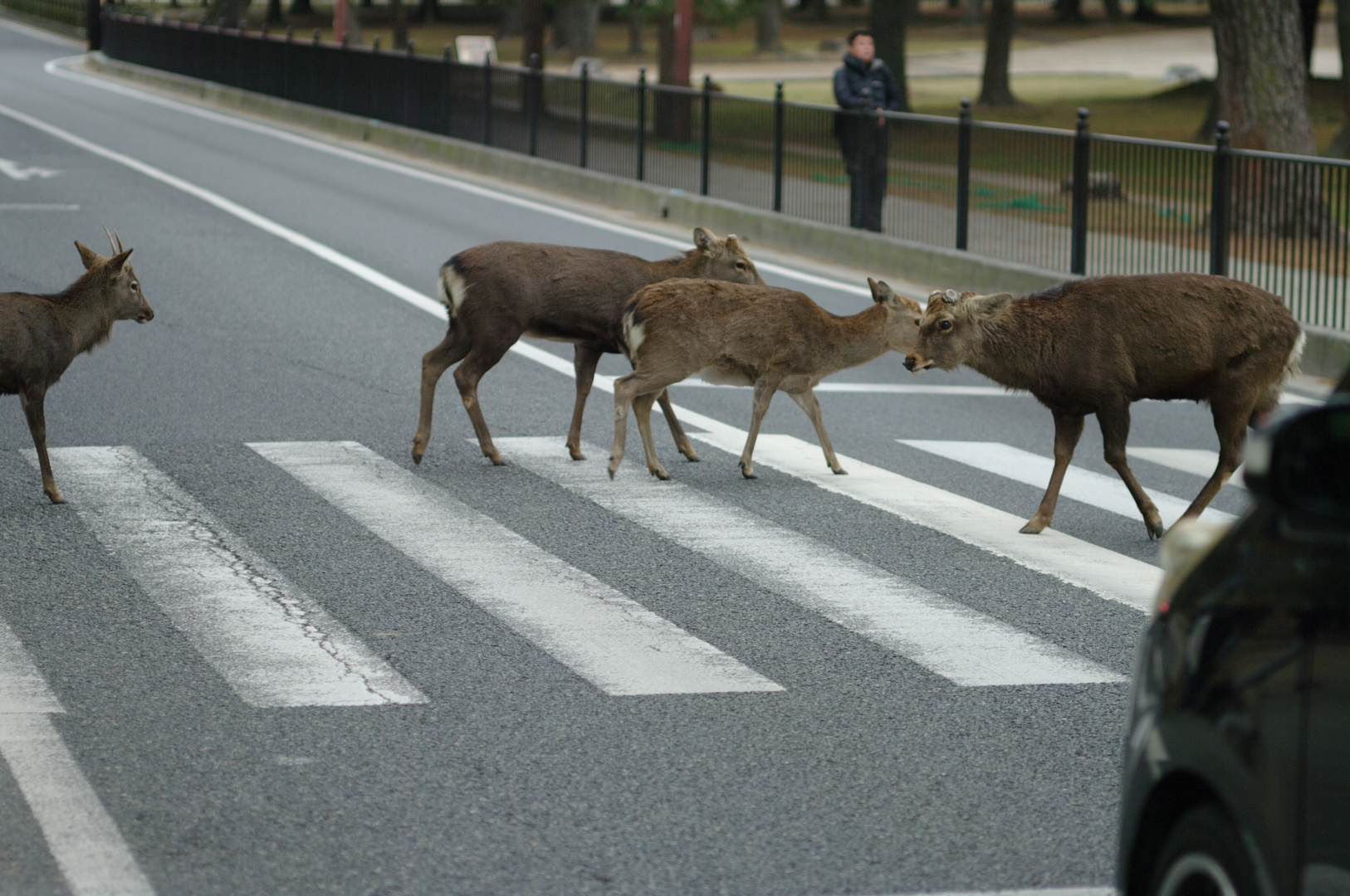 kluge Tiere