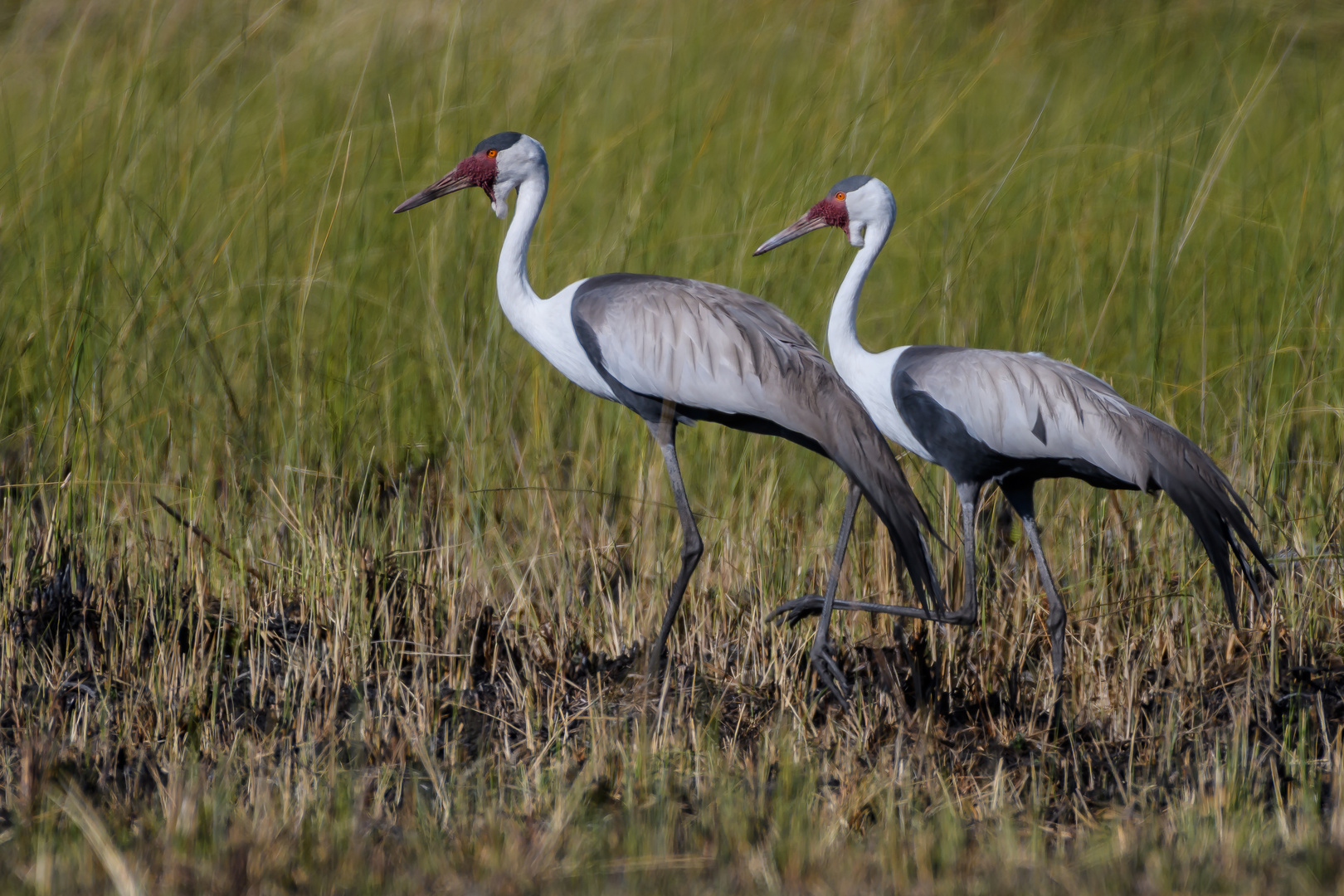 Klunkerkranich  (Bugeranus carunculatus)