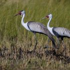 Klunkerkranich  (Bugeranus carunculatus)