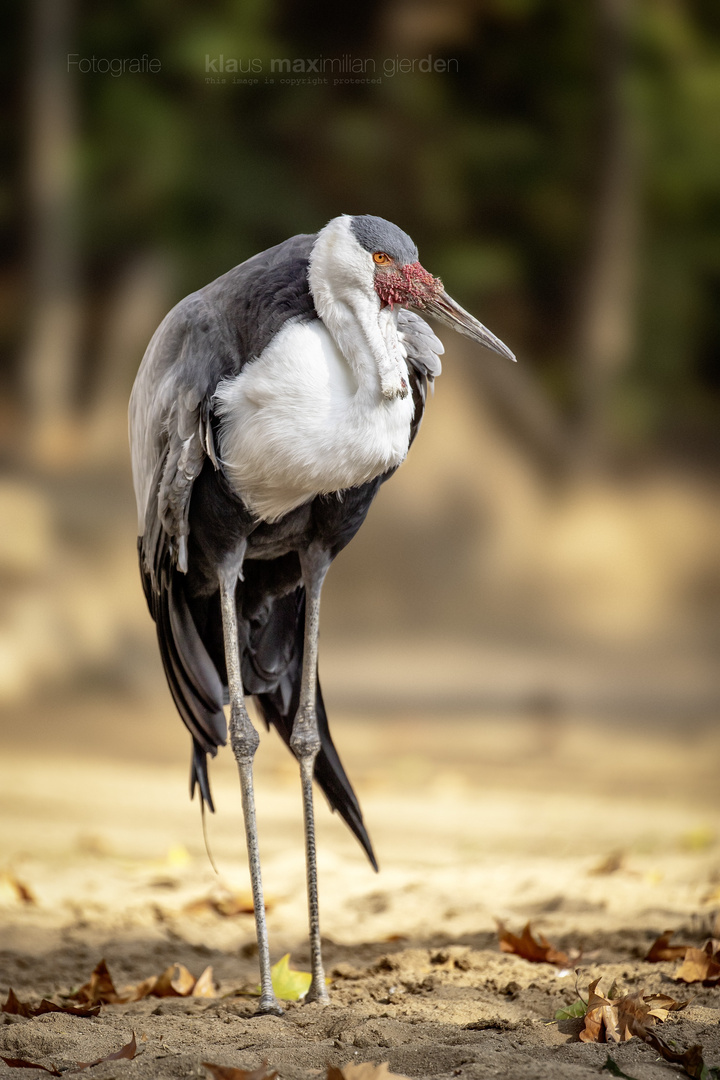 Klunkerkranich im Kölner Zoo