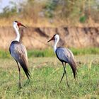 Klunkerkraniche am Sambesi in Namibia