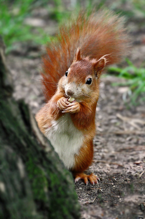 "Knabber - Hörnchen"