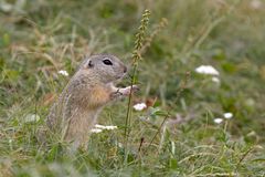 "Knabbermäuschen" Ziesel am Kleiner Odermennig 