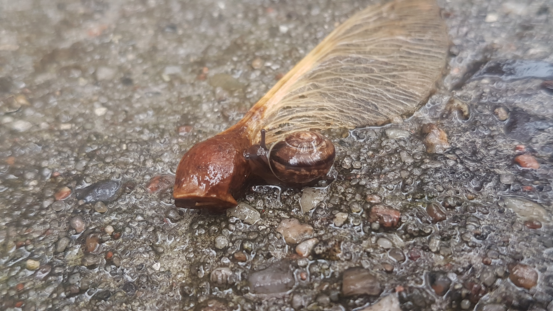 Knabbern am ahornsamen - junge bänderschnecke