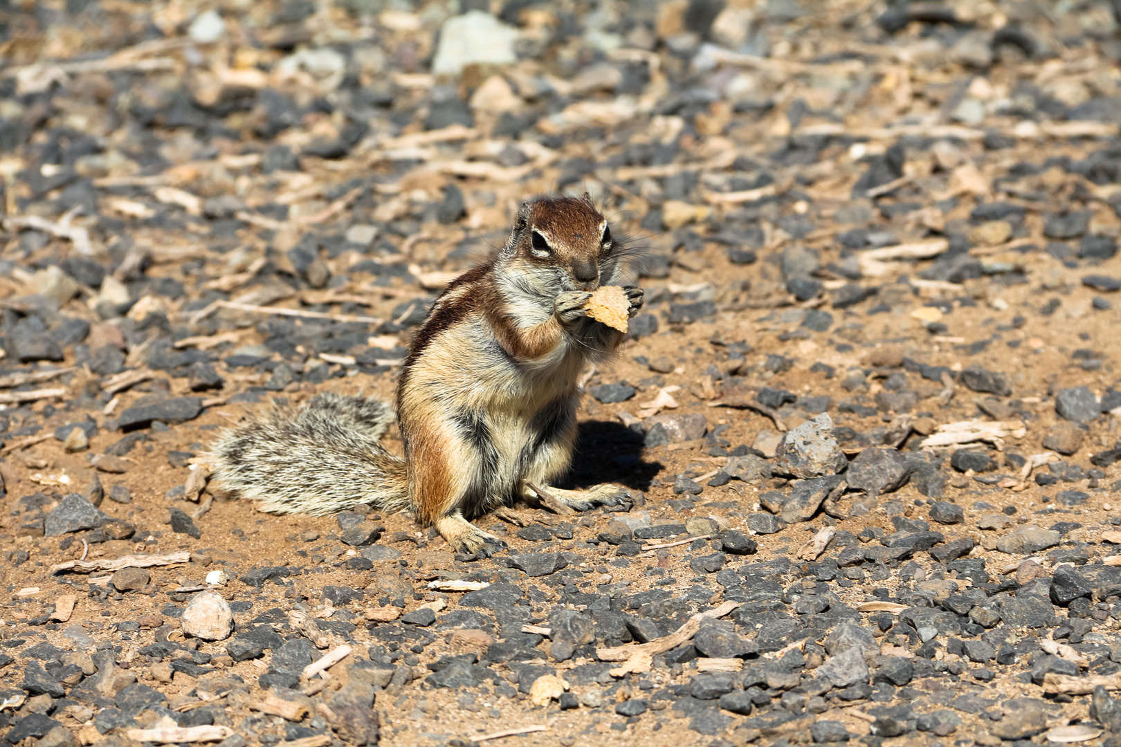 Knabberndes Atlashörnchen