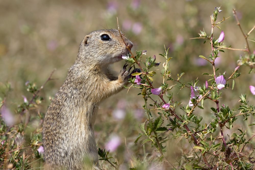 Knabberziesel - Ziesel (Spermophilus, Syn.: Citellus)