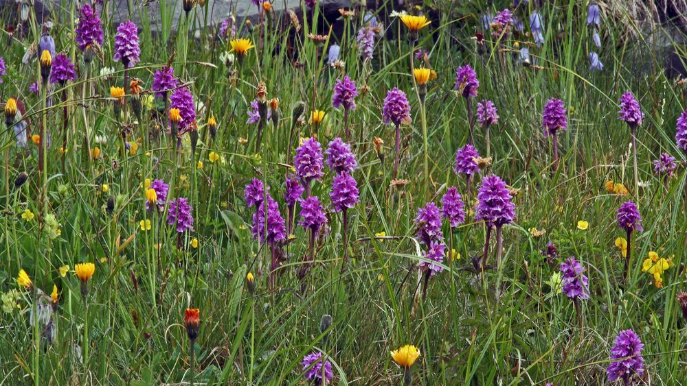 Knabenkräuter und Bärtige Glockenblumen aus den Westalpen...