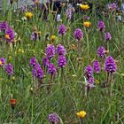 Knabenkräuter und Bärtige Glockenblumen aus den Westalpen...