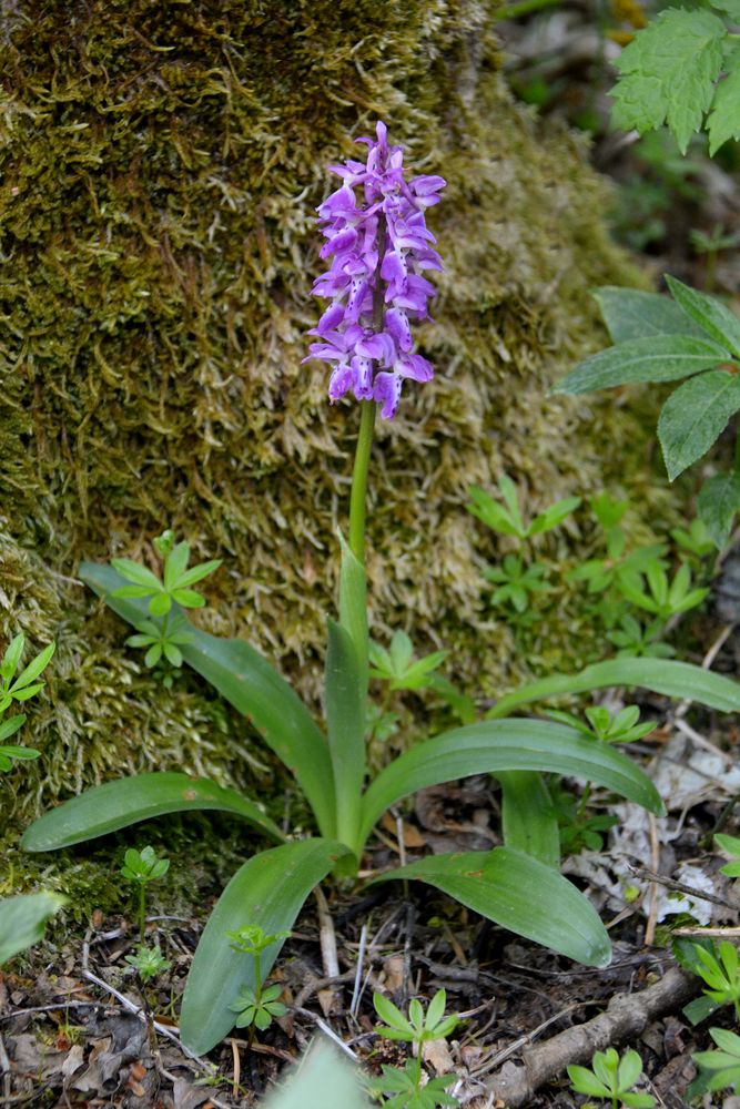 Knabenkraut