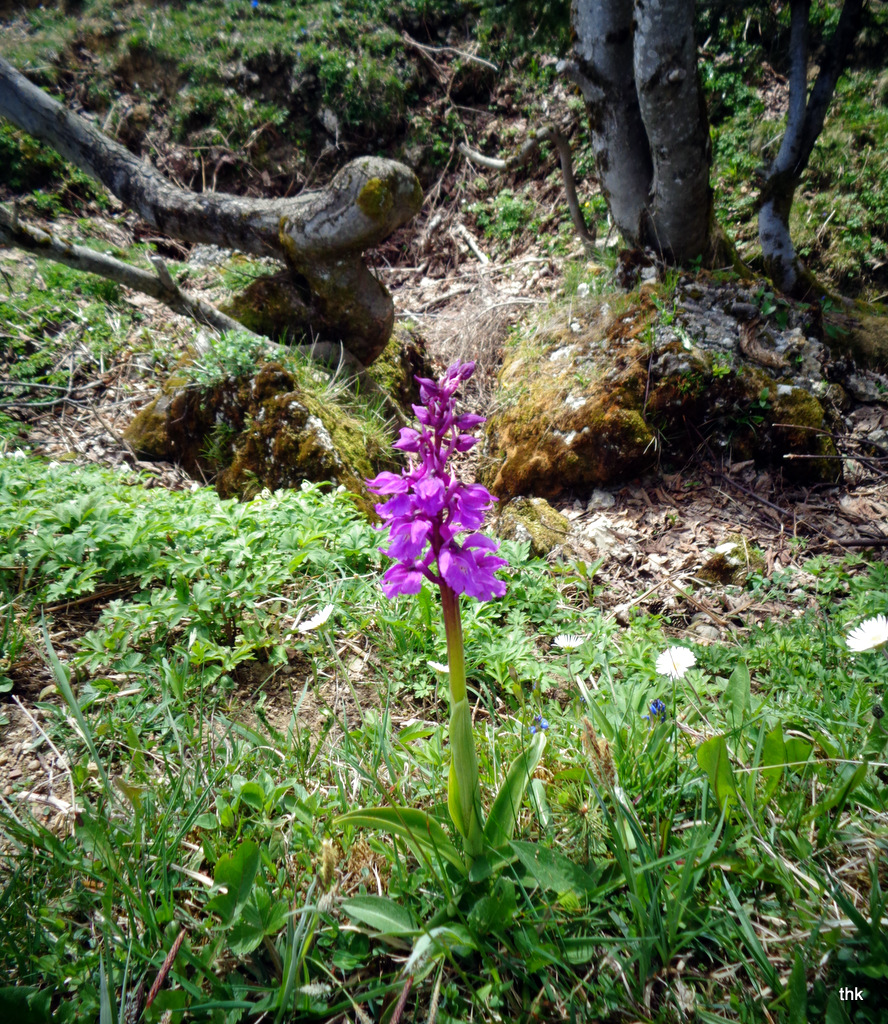 Knabenkraut am Hochhäderich (Dactylorhiza alpestris)