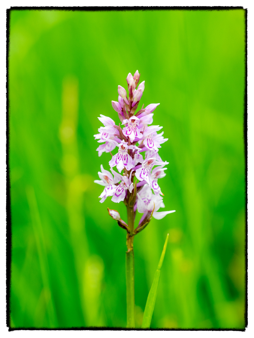 Knabenkraut (Dactylorhiza)