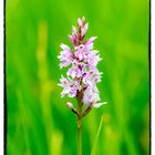 Knabenkraut (Dactylorhiza)