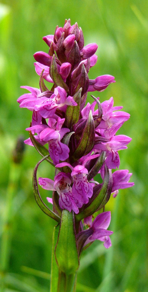 Knabenkraut - Dactylorhiza majalis