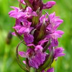 Knabenkraut - Dactylorhiza majalis