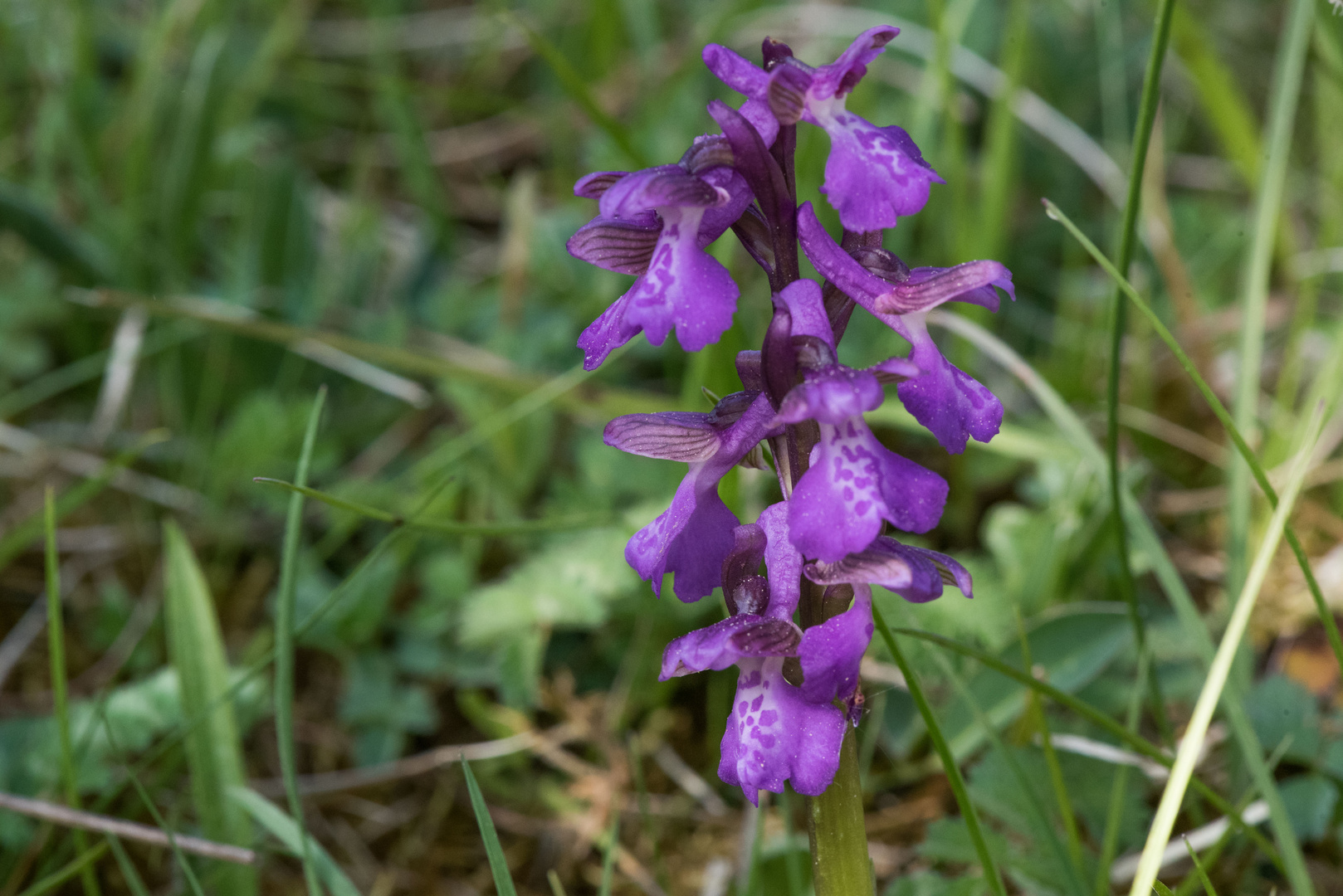 Knabenkraut (eine heimische Orchidee) in der Eifel