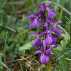 Knabenkraut (eine heimische Orchidee) in der Eifel