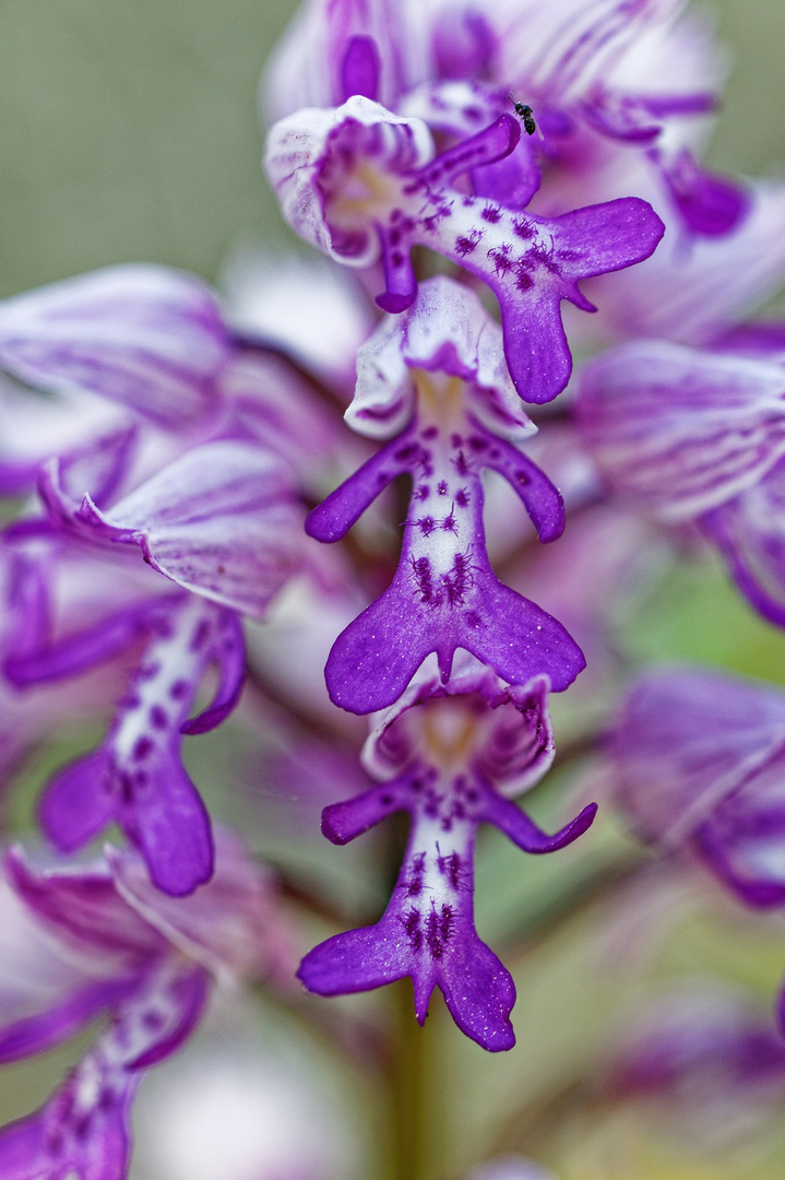 Knabenkraut (Helm-Knabenkaut - Orchis militaris)