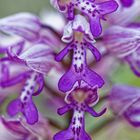 Knabenkraut (Helm-Knabenkaut - Orchis militaris)