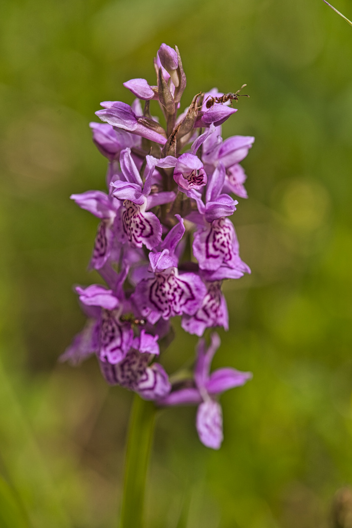 Knabenkraut (Hybrid)