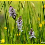 knabenkraut in der sommerwiese.....