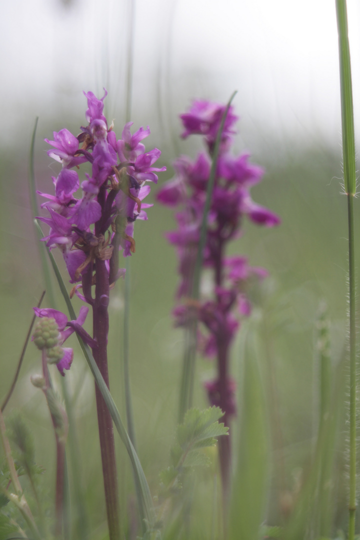 Knabenkraut in der Wiese